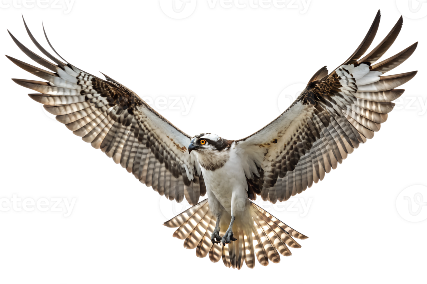 Front view, Osprey is spreading its wings and flying isolated on a transparent background png