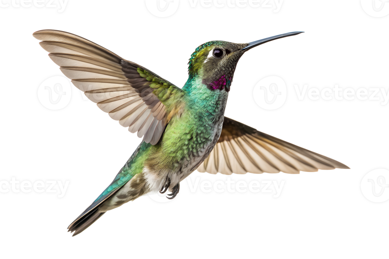 Humming bird is spreading it s wings and flying isolated on a transparent background png