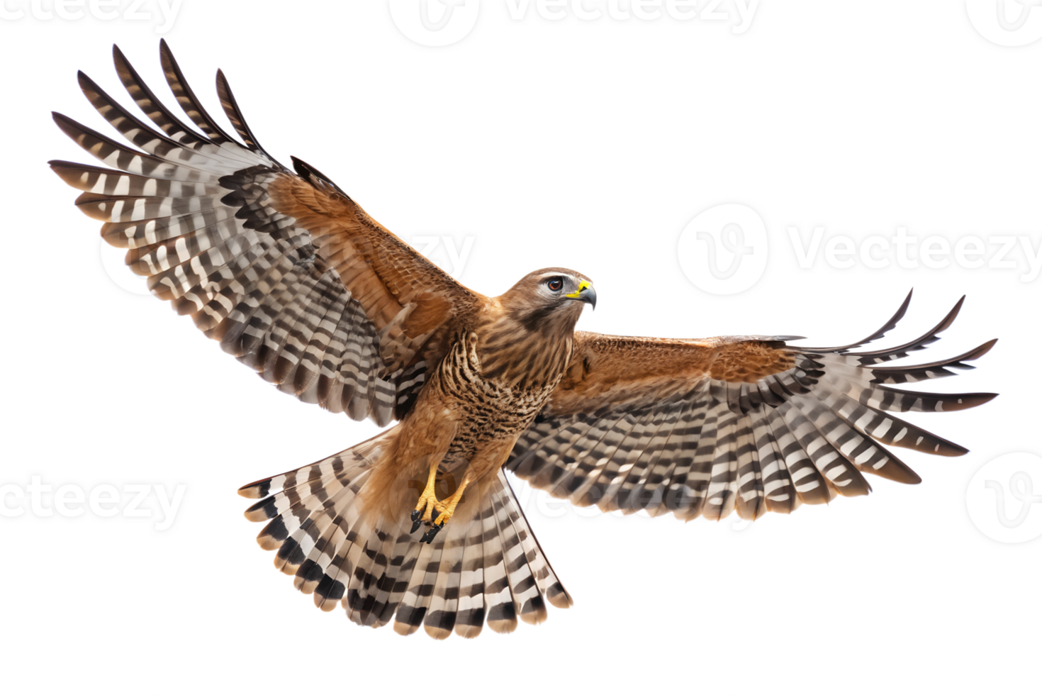 Front view, Red-shouldered Hawk is spreading its wings and flying isolated on a transparent background png