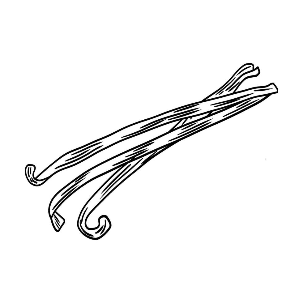 Dry vanilla sticks. Sweet and aromatic baking ingredient. Linear illustration of sweet spice on white background. vector