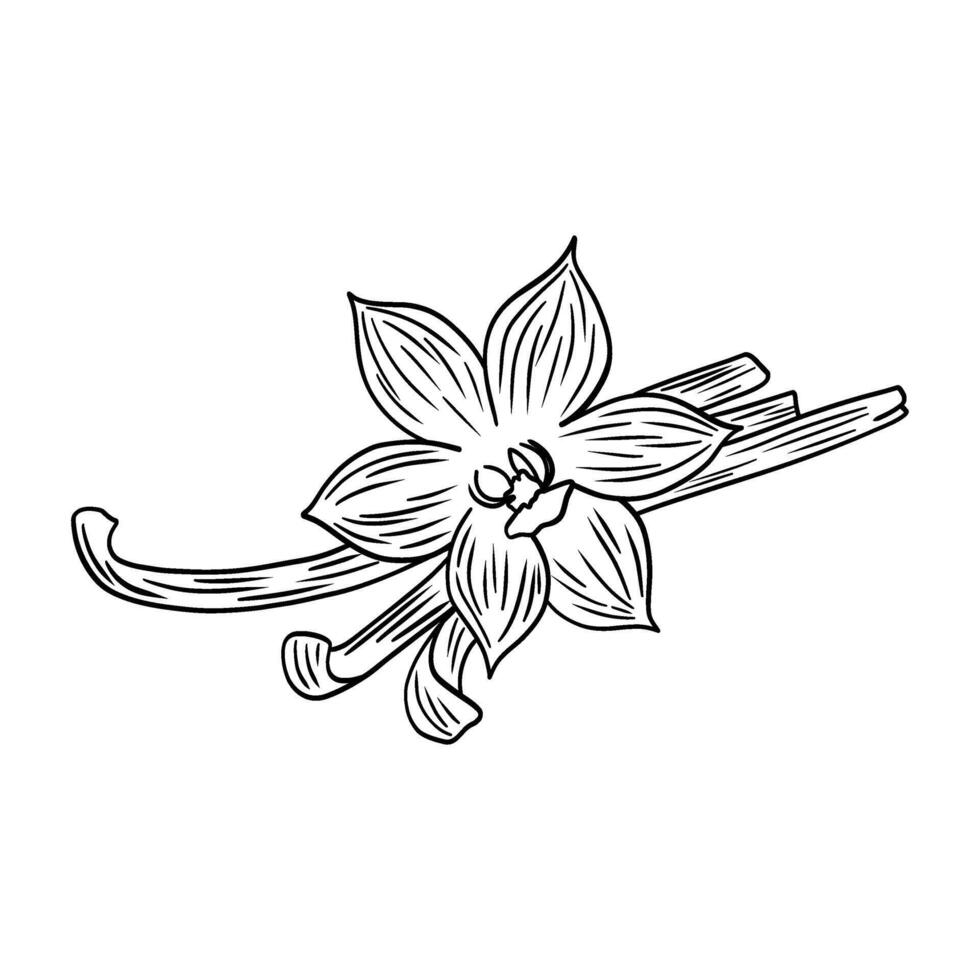 Vanilla. Linear illustration of stick with flower of sweet vanilla. Ingredient for baking. Doodle illustration on a white background. vector