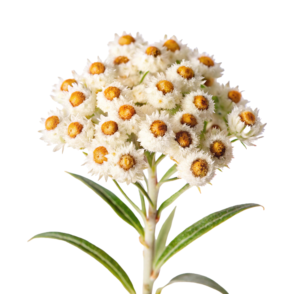 A white flower with yellow dots on it png