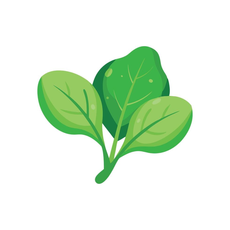 Fresh green spinach leaves isolated flat illustration wihte background. vector