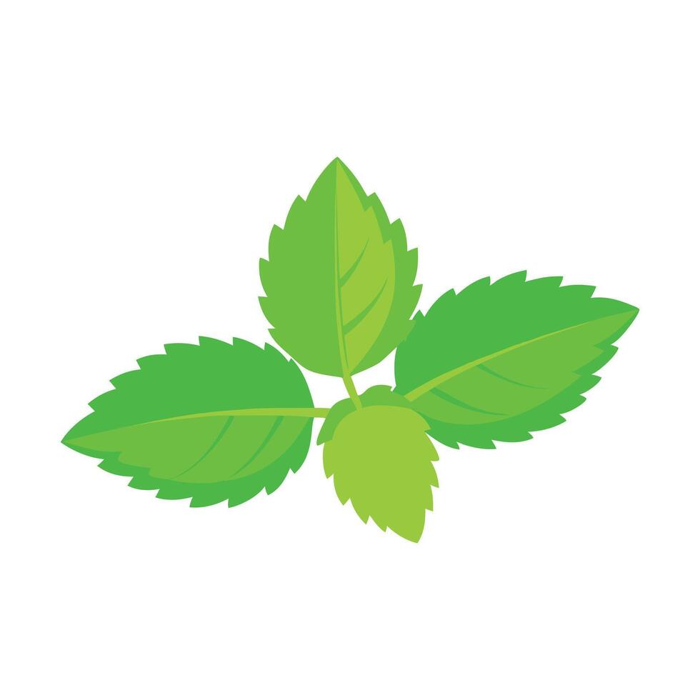 Vibrant green sprig of lemon balm with jagged, serrated leaves isolated flat illustration white background. vector