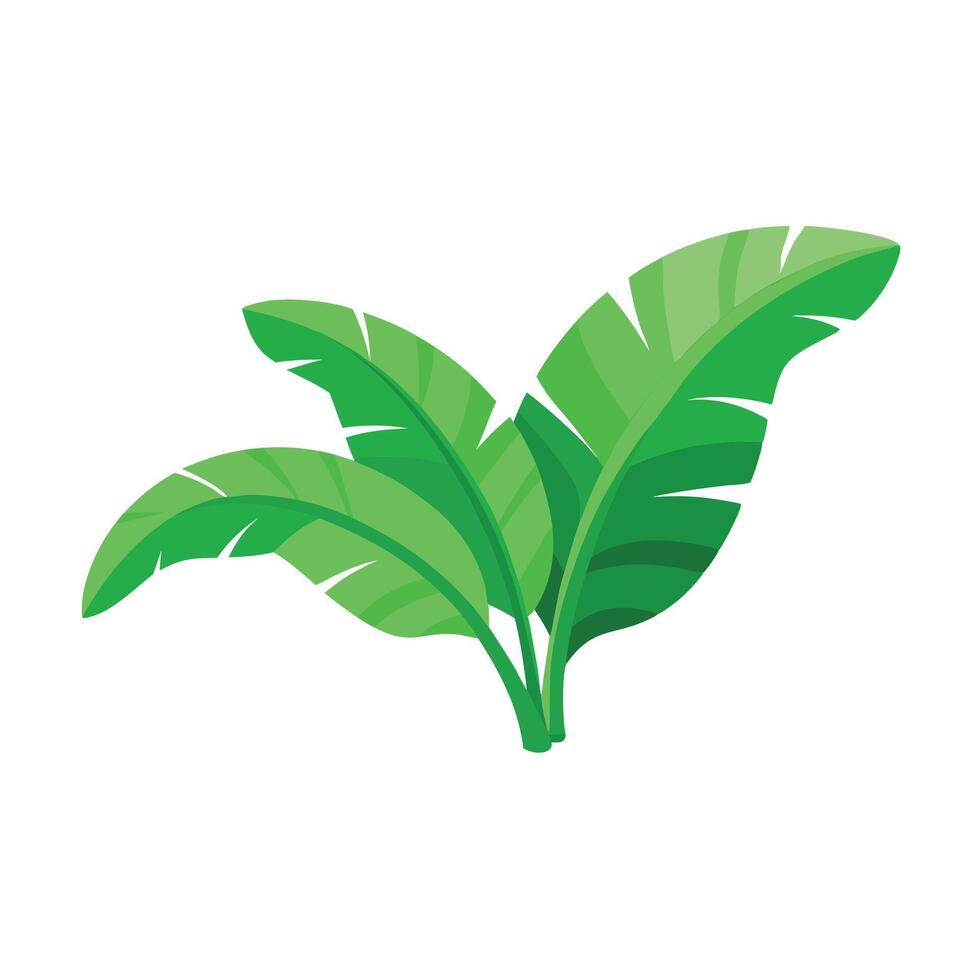 Green fresh banana leaves isolated flat illustration wihte background vector