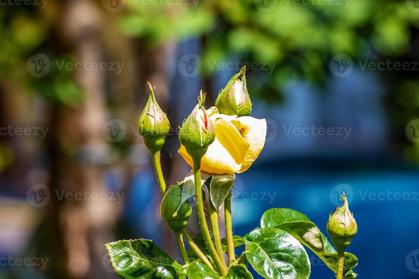 Green buds of yellow roses close-up on a blurred background. The bee collects flower nectar. Floral background. photo