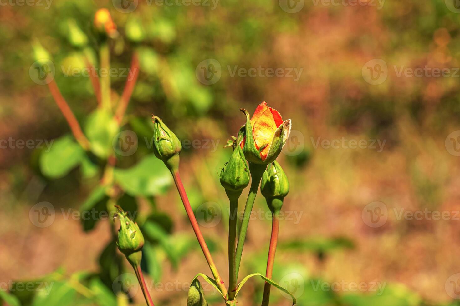 Green bud of a pink rose flower close-up on a natural background. Floral background. photo