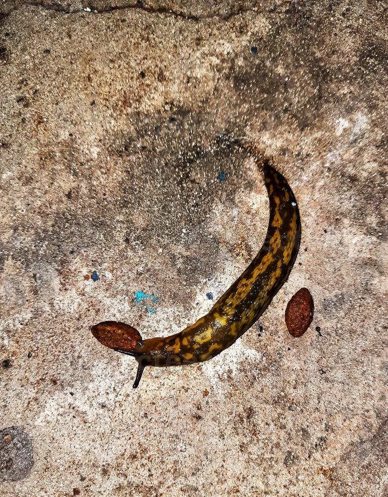 The slug crawls on the concrete surface. The slug eats dog food. Summer evening after the rain. photo