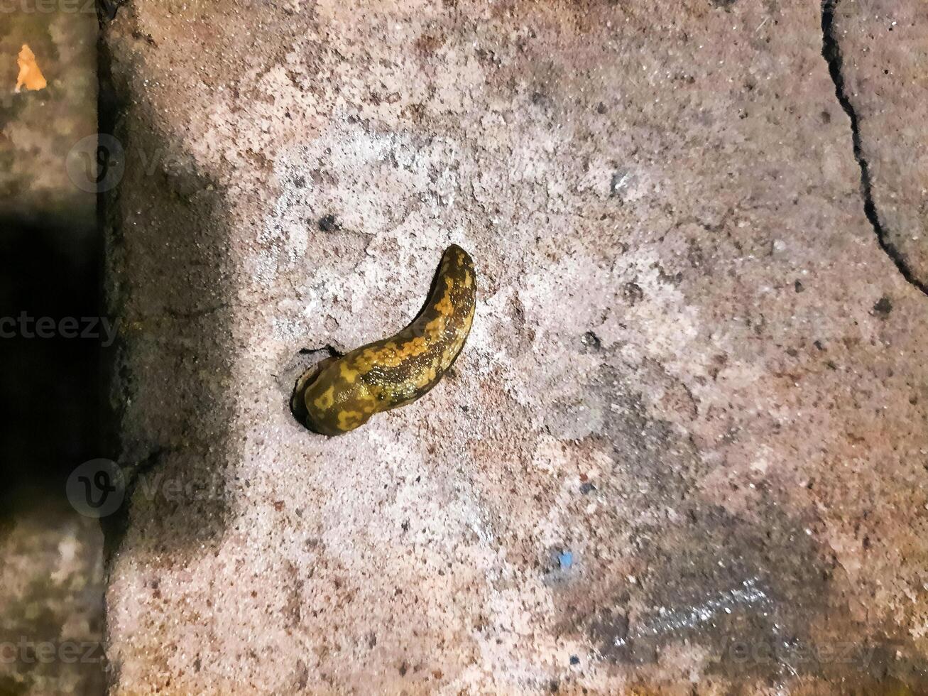 The slug crawls on the concrete surface. The slug eats dog food. Summer evening after the rain. photo