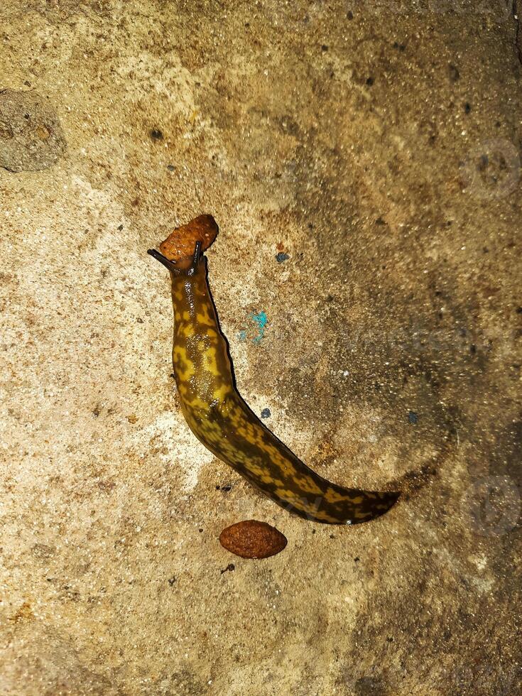 The slug crawls on the concrete surface. The slug eats dog food. Summer evening after the rain. photo