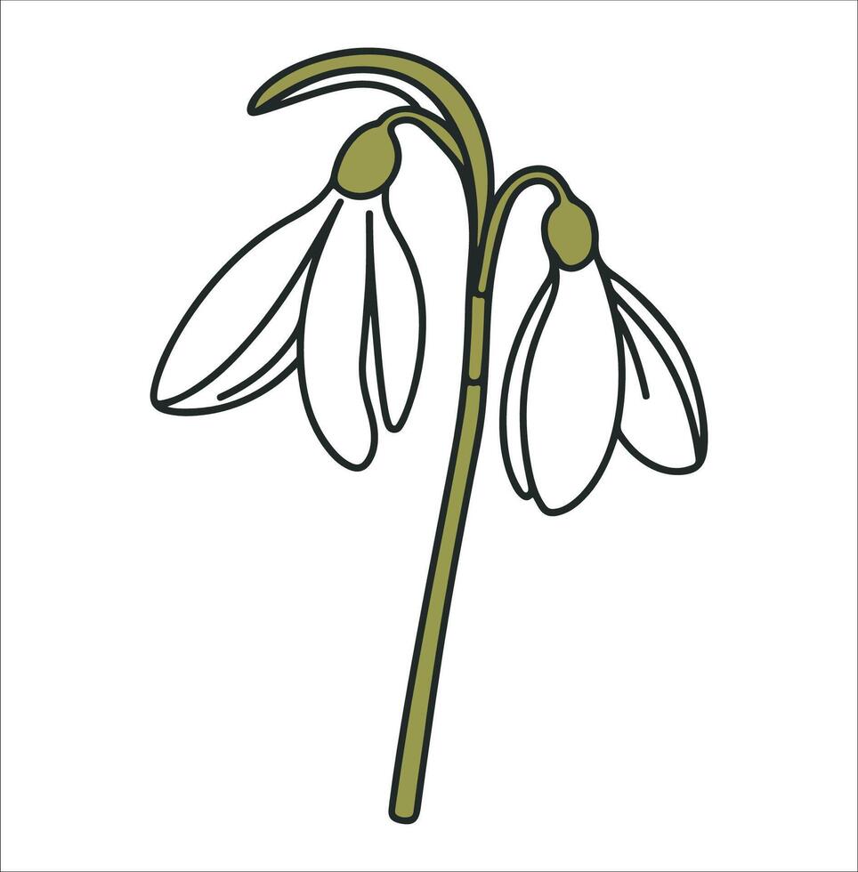 Snow Drop Flower Line Art Design on White Background vector
