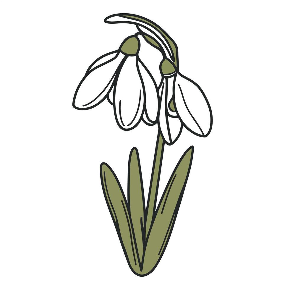 Snow Drop Flower Hand Drawn Line Art on White Background vector