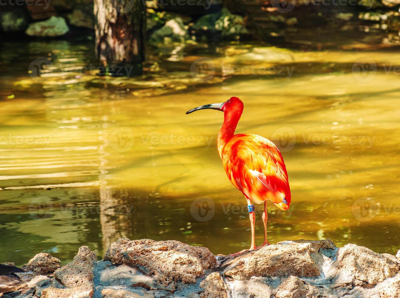 Red ibis, Eudocimus ruber in water with reflection at Bojnice Zoo in Slovakia. photo