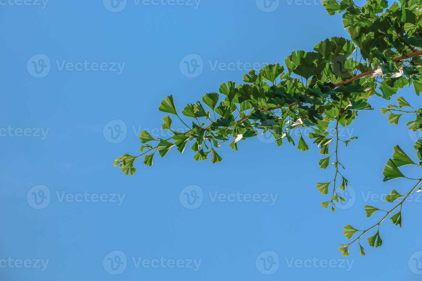 Fresh bright green leaves of ginkgo biloba. Natural foliage texture background. Branches of a ginkgo tree in the botanical garden in the Dnieper in Ukraine. photo
