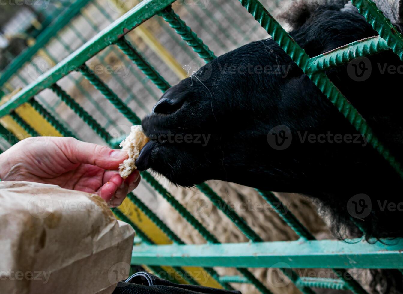 A woman's hand feeds goats with vegetables on a farm in Ukraine. photo