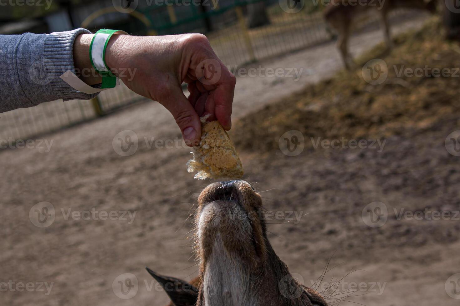 Close-up of a roe deer in the zoo and the hand of an adult woman giving a slice of bread. photo