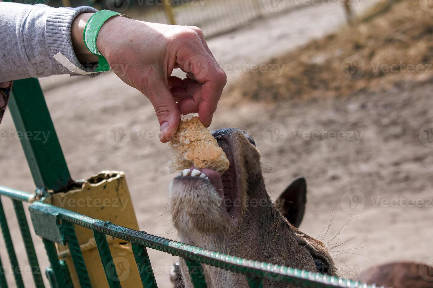 Close-up of a roe deer in the zoo and the hand of an adult woman giving a slice of bread. photo