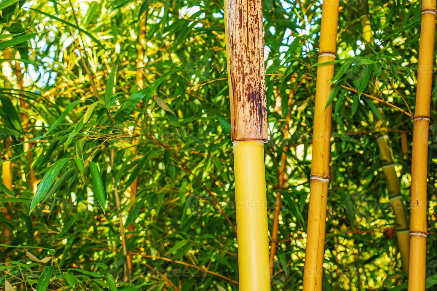 Close-up of a colorful, green, bamboo grove. Selective focus. photo