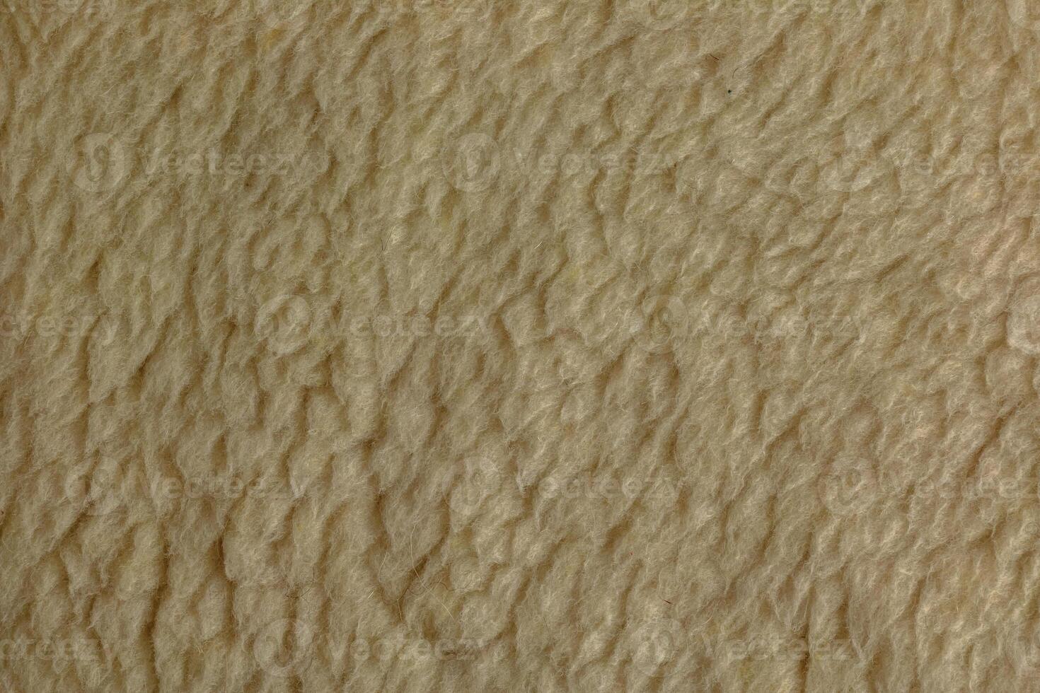 Beige wool background, natural sheepskin close-up. Top view photo