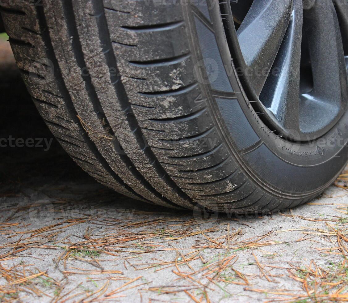 Puncture Risk For Car Tire On A Forest Road With Huge Pine Tree Needles Closeup Stock Photo