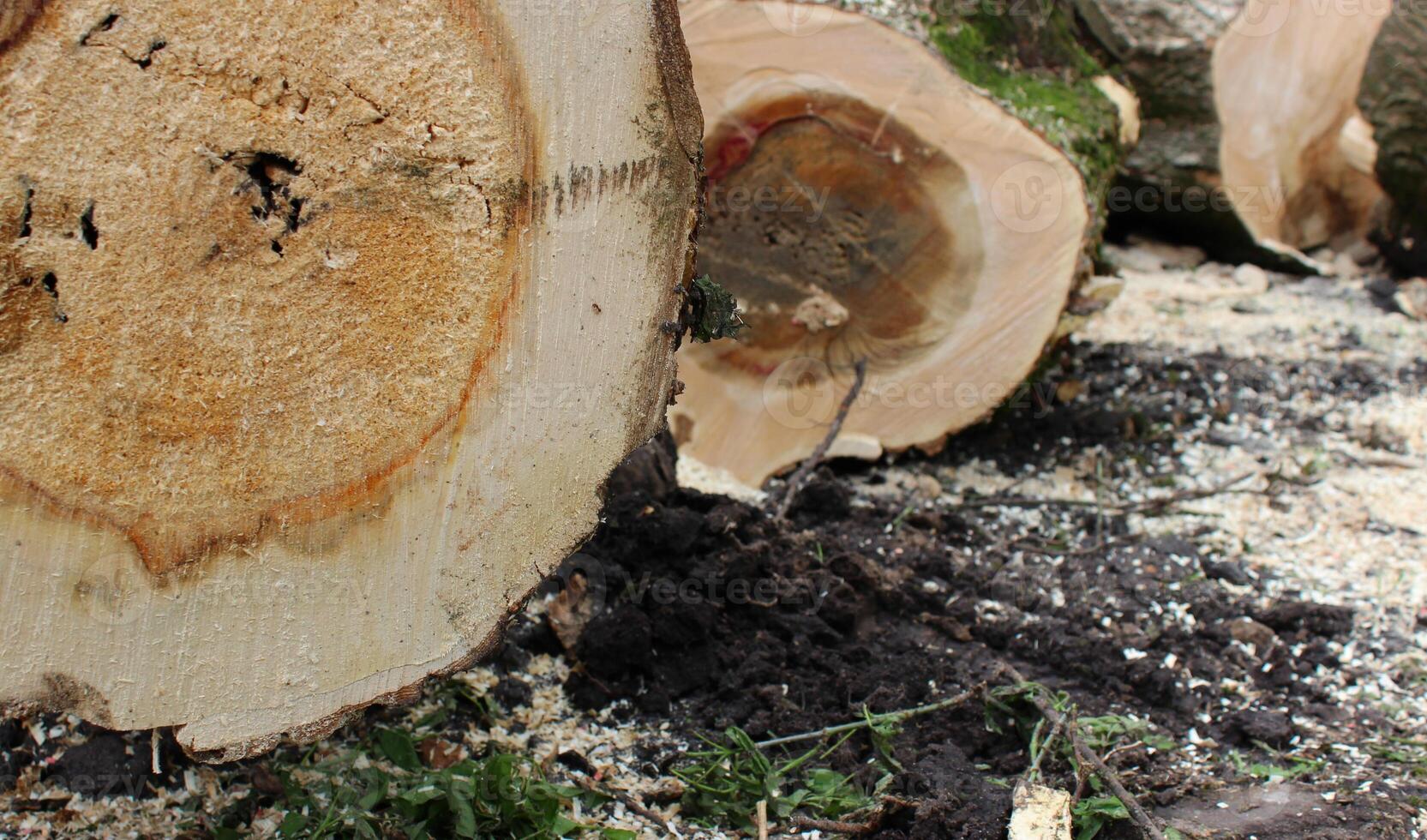 Several cut down trees lie on the ground at a sawmill. Stock photo for wood cutting illustration