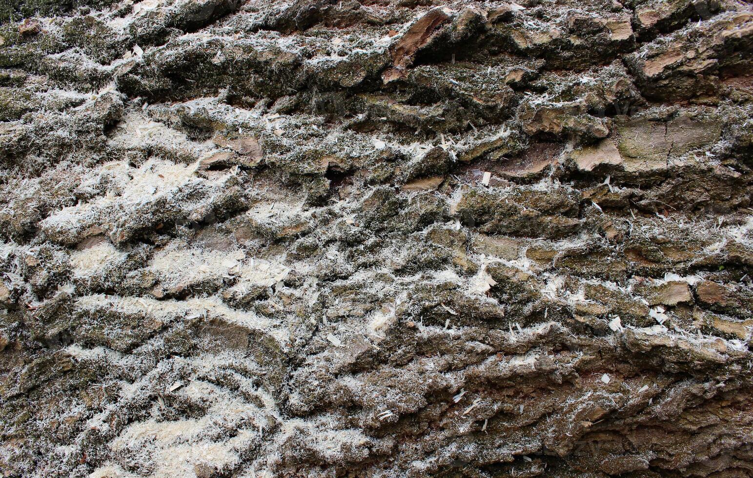 Closeup View Of Aged Bark With Sawdust On It. Wood Harvesting Results Stock Photo
