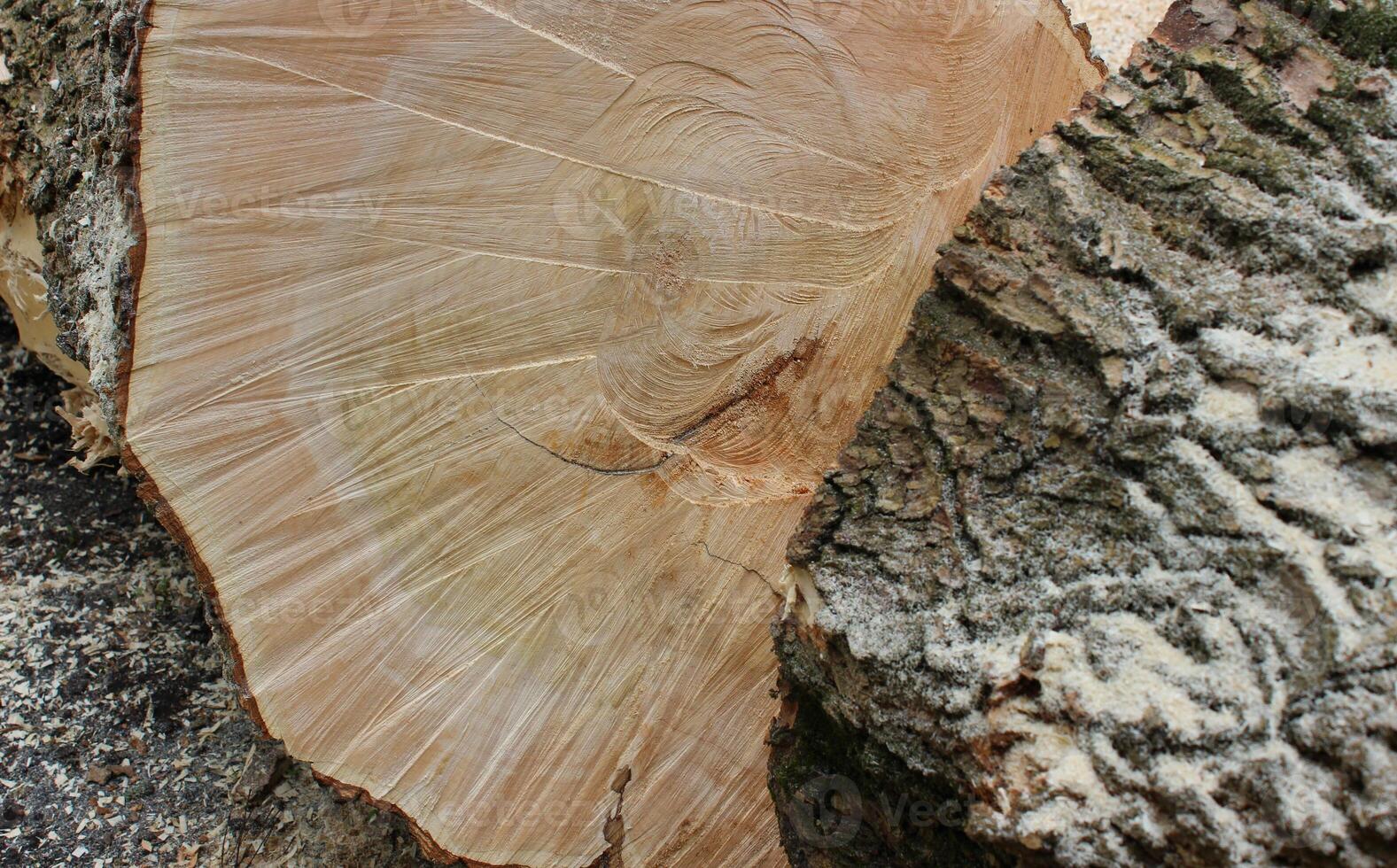 Wood harvesting process. Internal cut and outer bark of a sawn tree trunk detailed stock photo