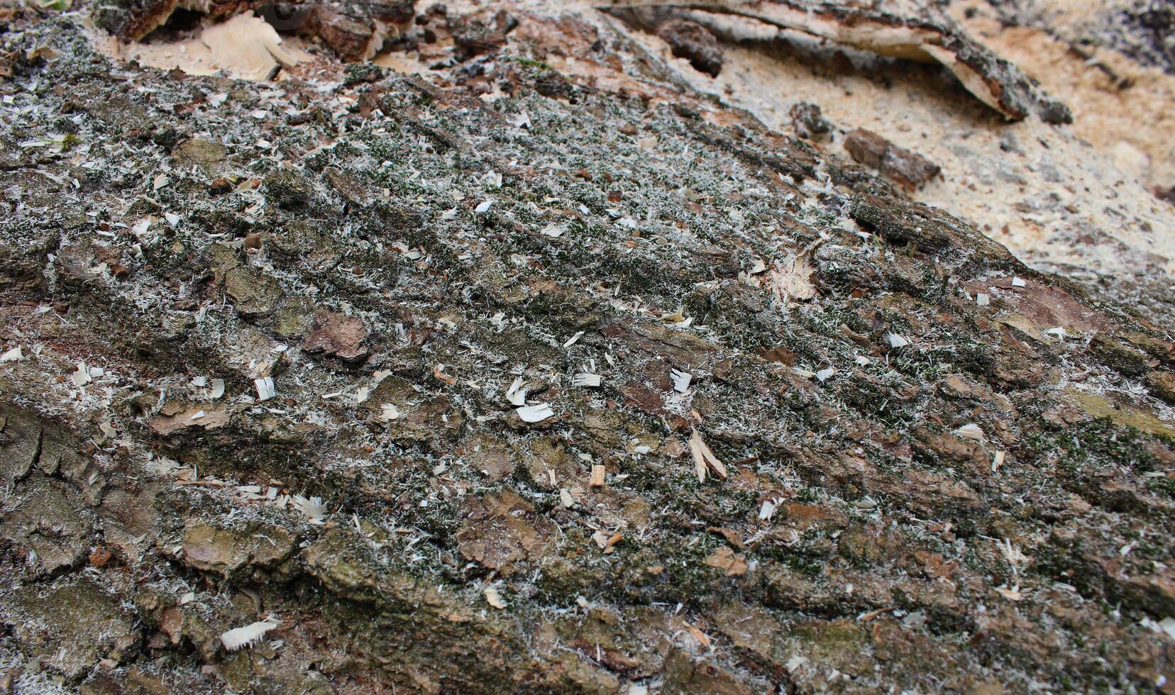 Pattern Of Damaged Wood Bark With Shavings After Wood Cutting. Timber Harvesting And Sawmill Illustrative Photo