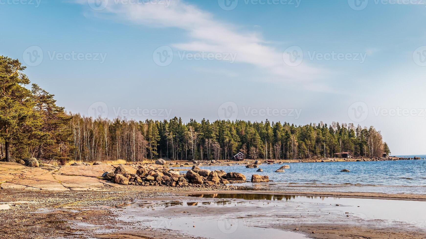 View on pine forest near the sea photo