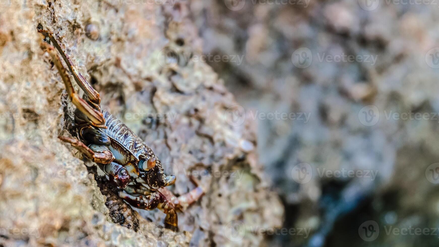 Small crab getting sun on the stone photo