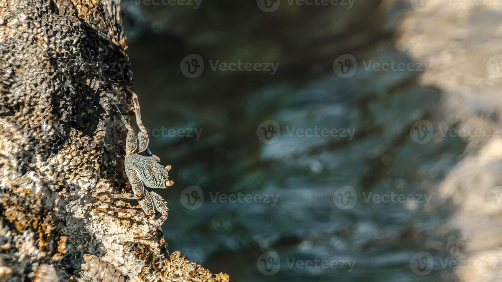 Small crab getting sun on the stone photo