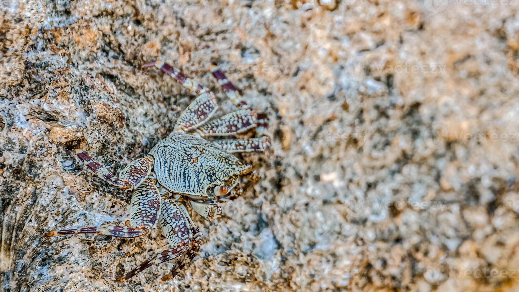 Small crab getting sun on the stone photo