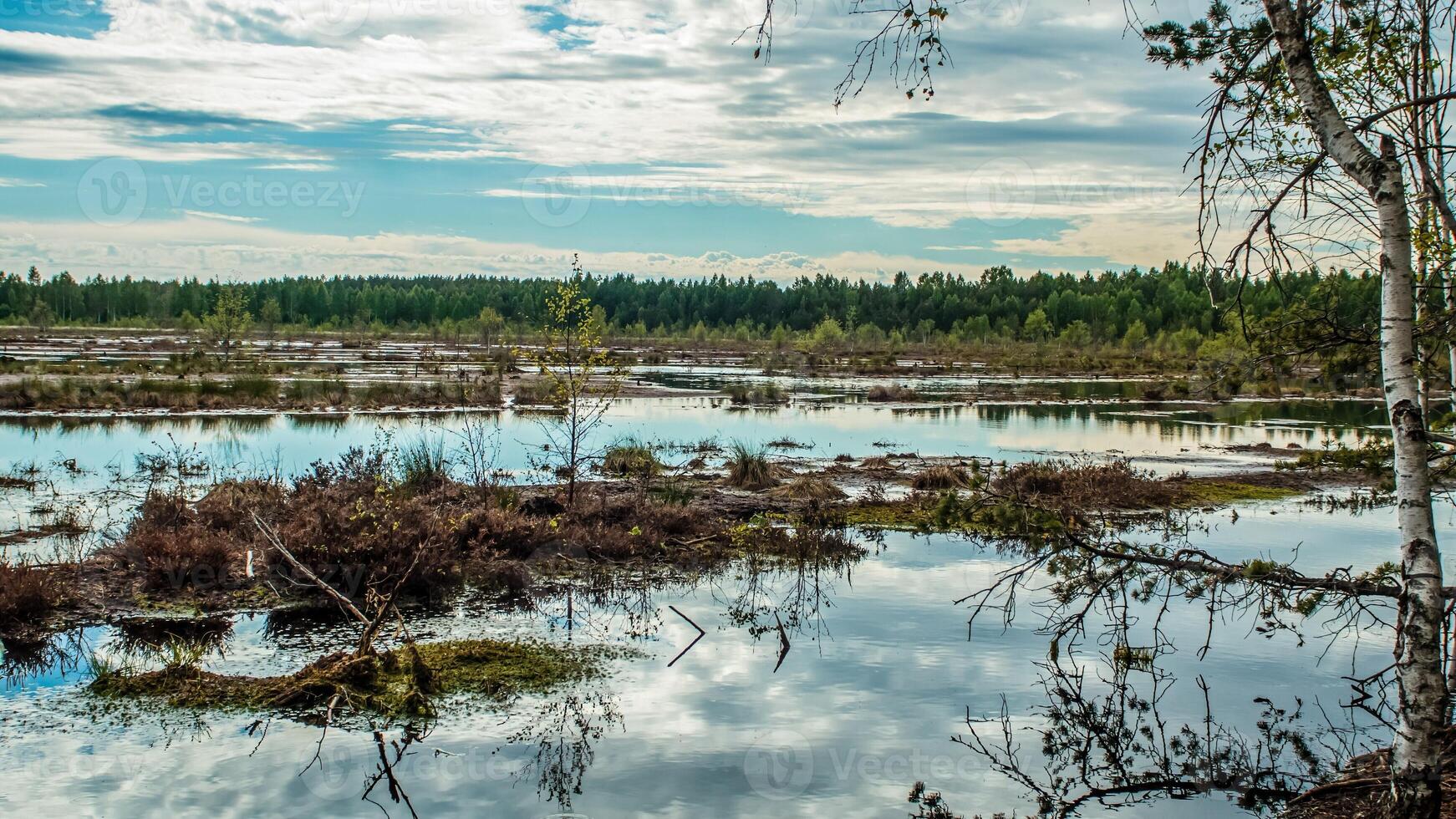 Swamp in the middle of the forest photo
