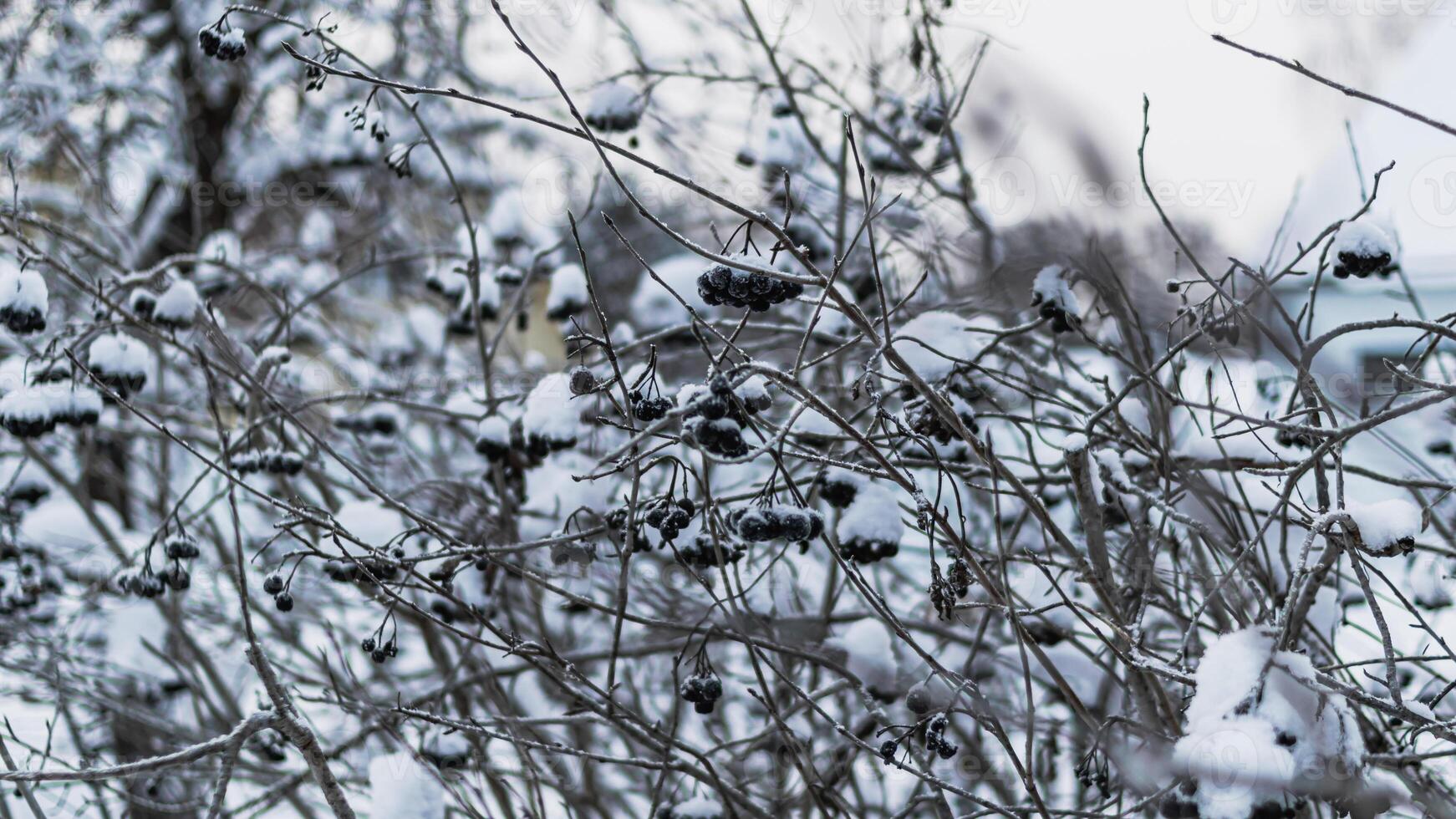 Branch of black berries covered with snow on the tree photo