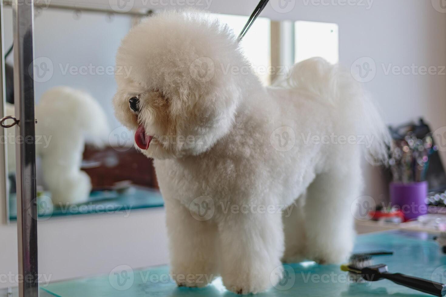Dog after getting haircut at grooming salon and pet spa photo