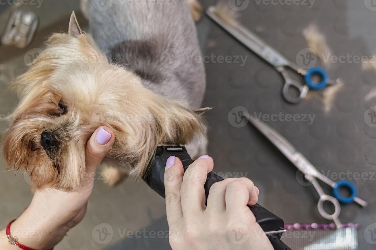 Yorkshire terrier dog gets nail cut hair grooming at pet spa looking down photo