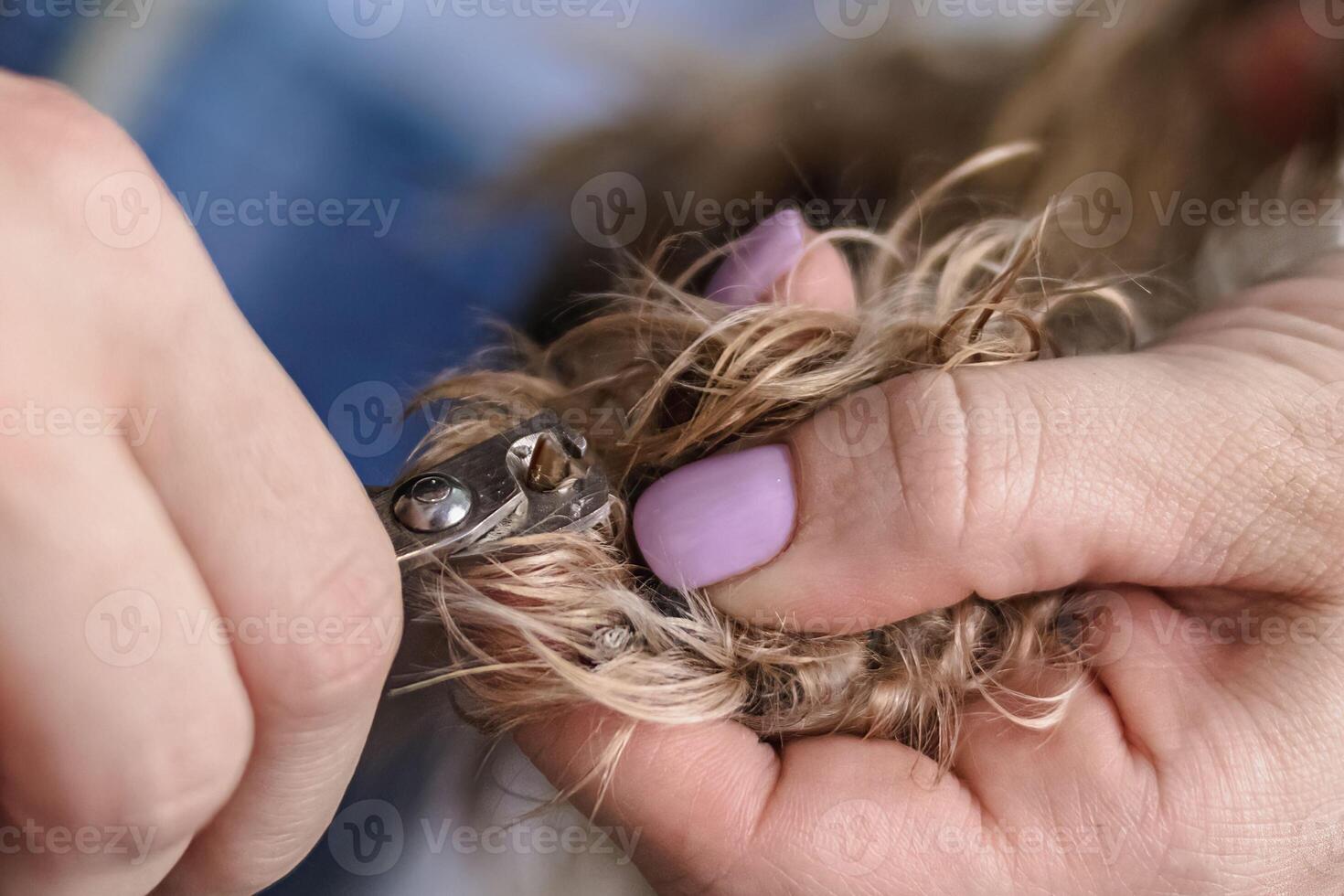 Yorkshire terrier dog gets nail cut hair grooming at pet spa photo