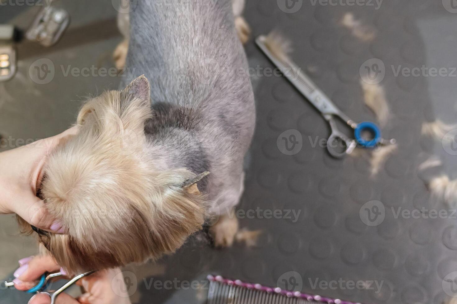 Yorkshire terrier dog gets nail cut hair grooming at pet spa looking down photo