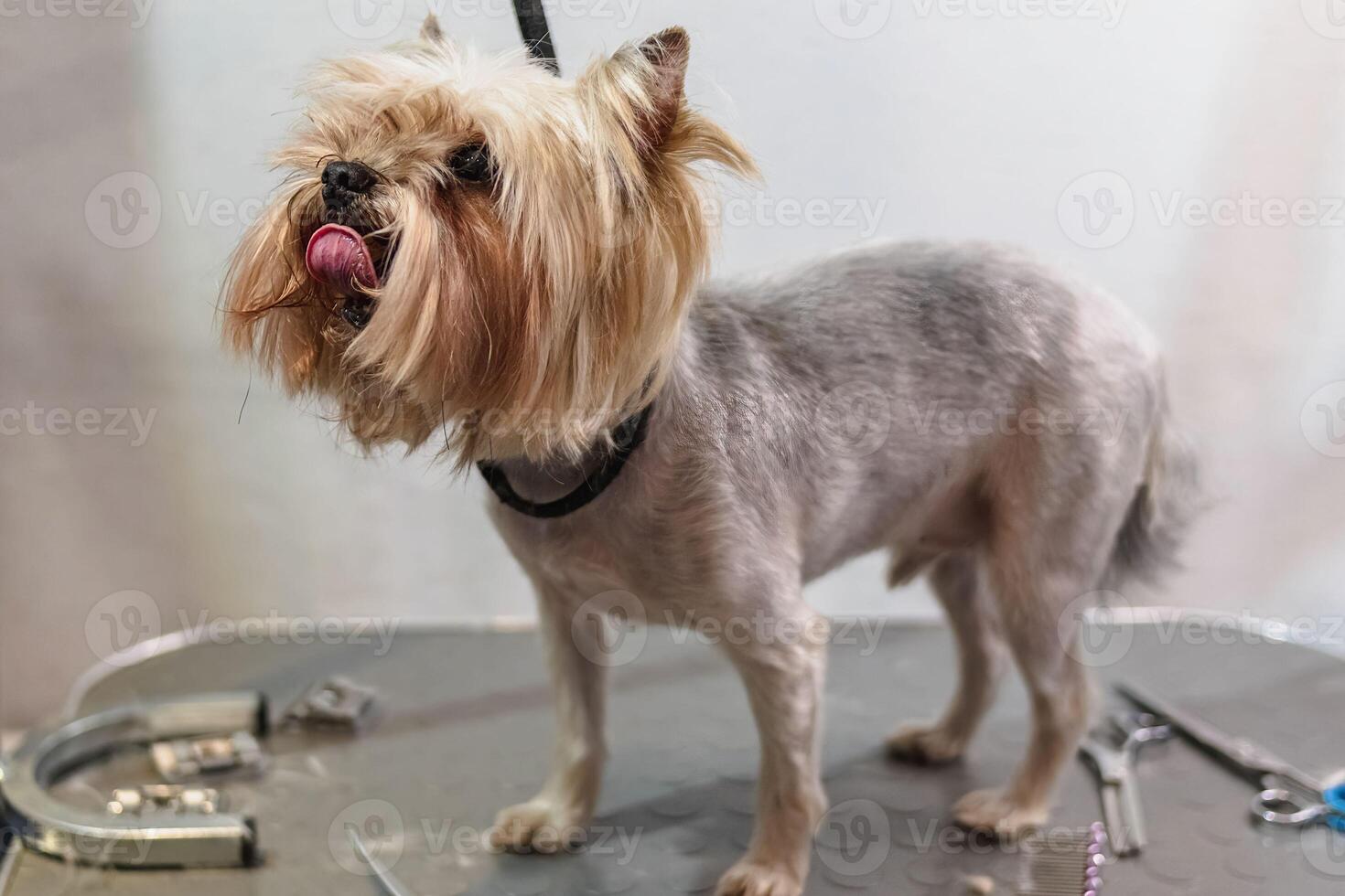 Yorkshire terrier dog gets nail cut hair grooming at pet spa photo