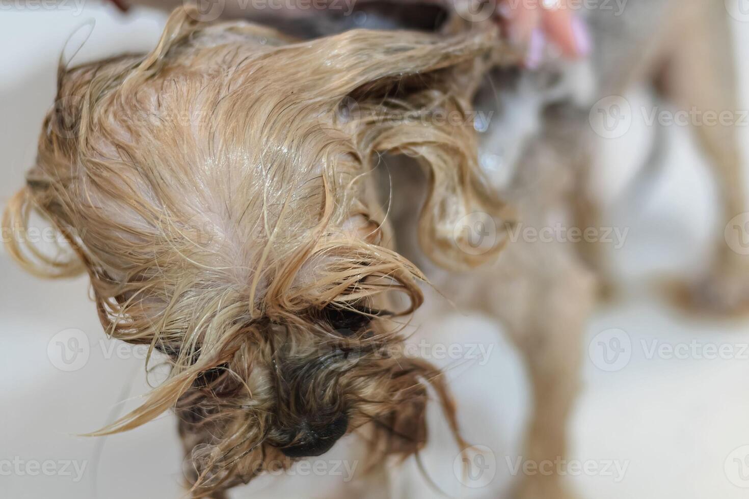 Yorkshire terrier dog gets nail cut hair grooming at pet spa photo