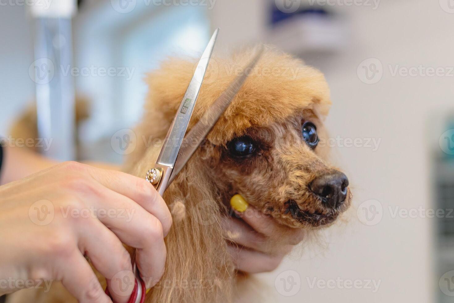 Dog getting haircut at grooming salon and pet spa photo