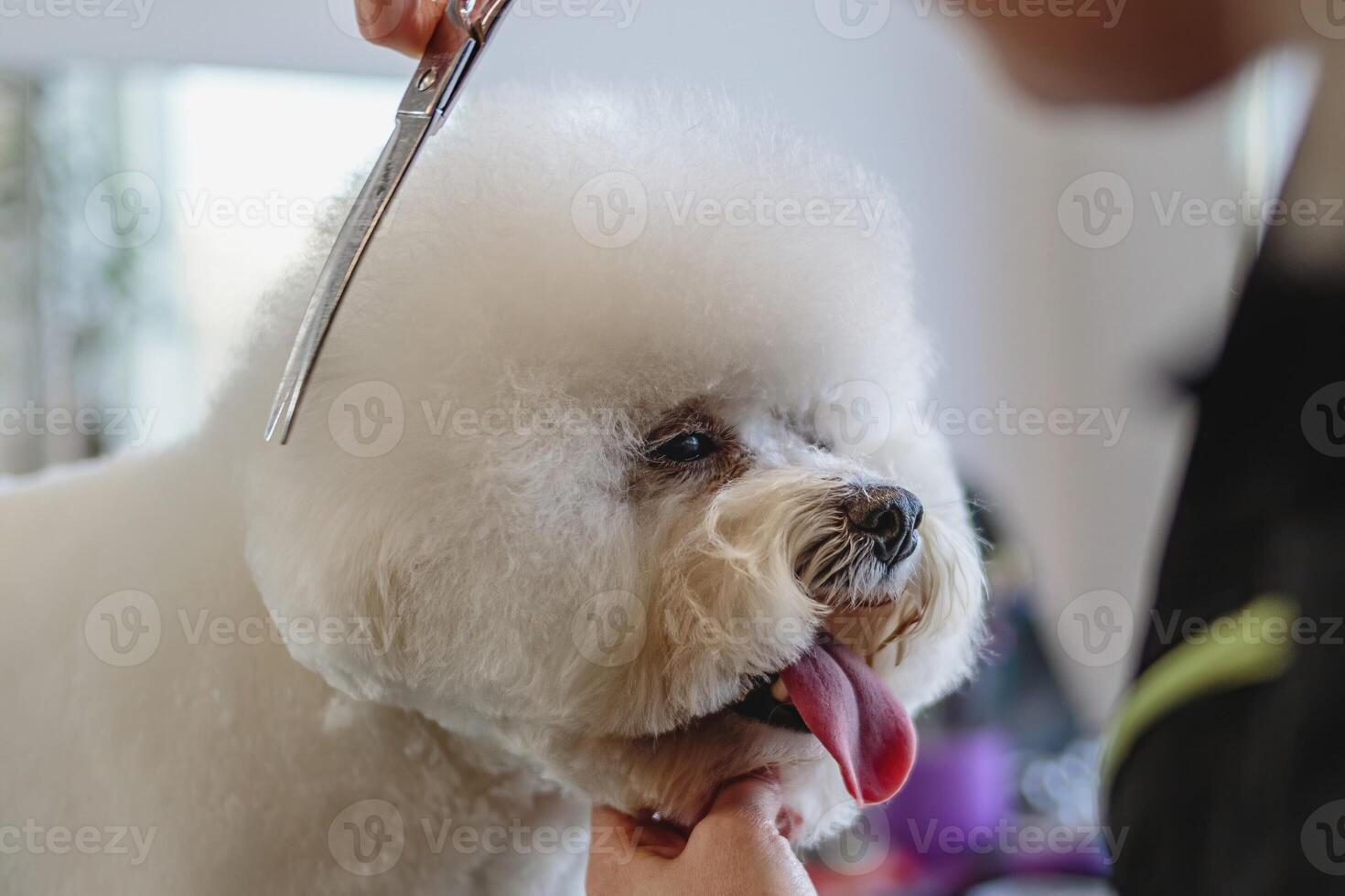 Dog getting haircut at grooming salon and pet spa photo