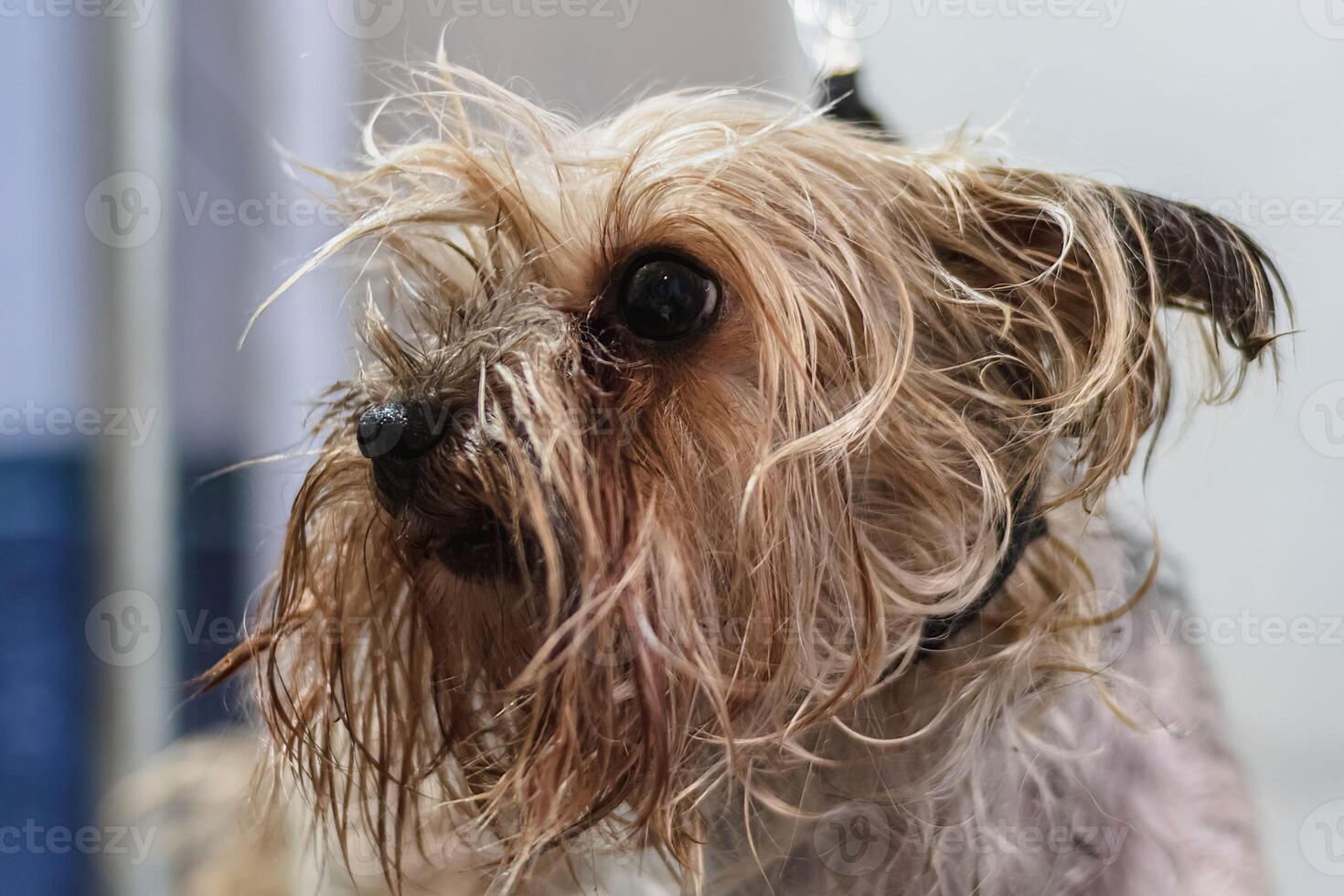 Yorkshire terrier dog gets nail cut hair grooming at pet spa photo