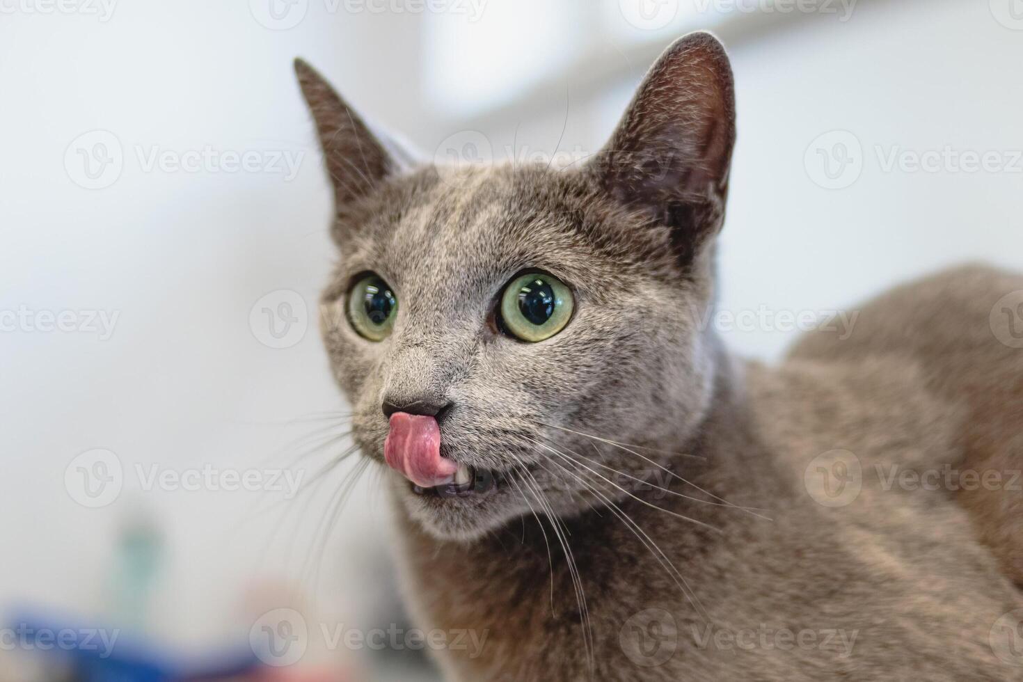 Cat getting haircut at grooming salon and pet spa photo