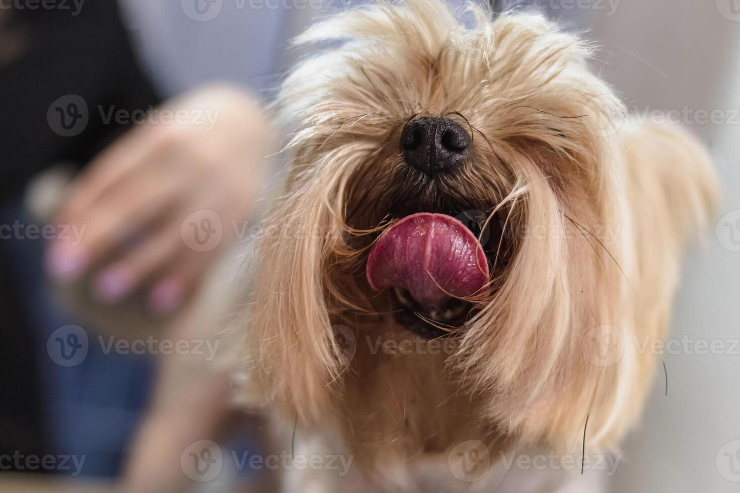 Yorkshire terrier dog gets nail cut hair grooming at pet spa close up photo