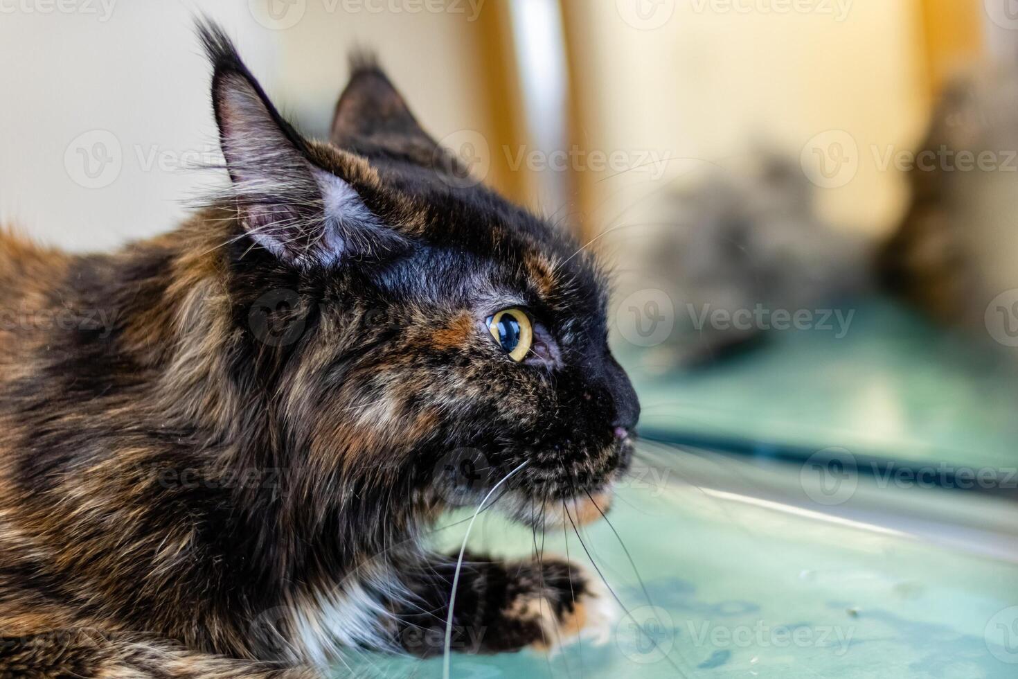 Maine in turtle color after grooming photo