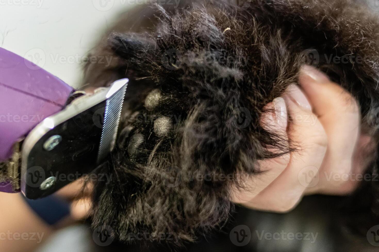 Dog paw pads trimmed with trimmer by professional groomer photo