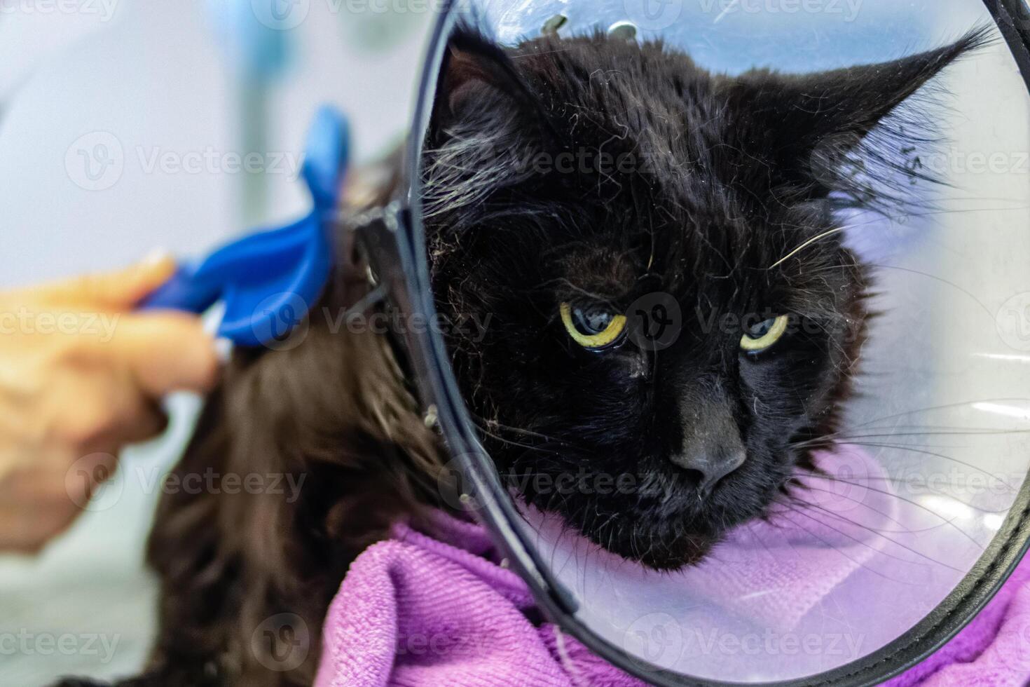 Maine in black color brushing at grooming salon photo