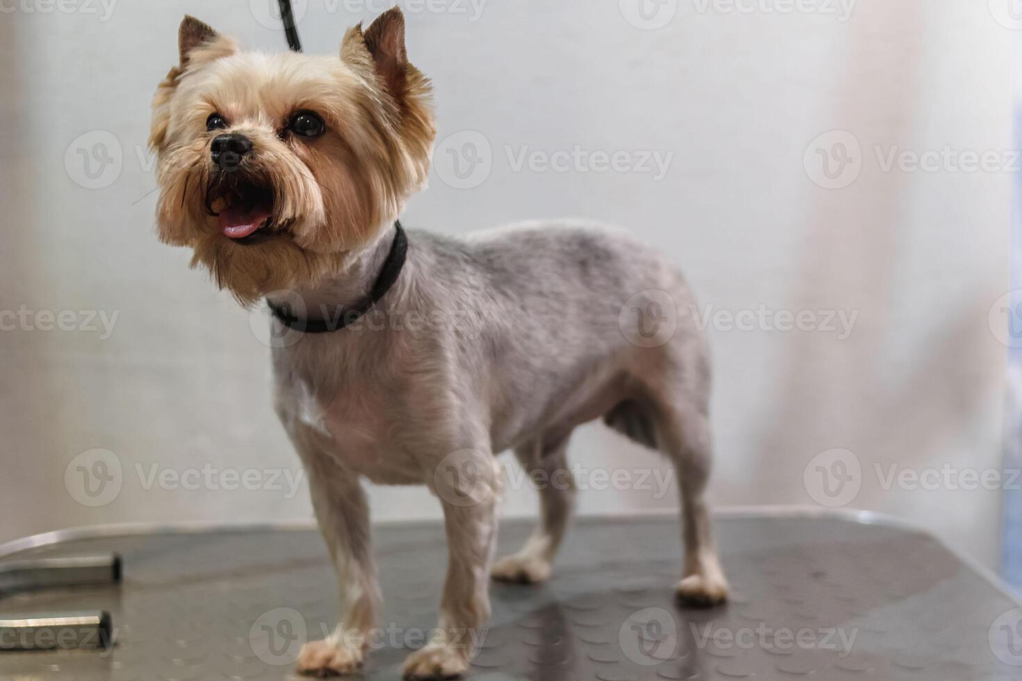 Yorkshire terrier dog gets nail cut hair grooming at pet spa photo