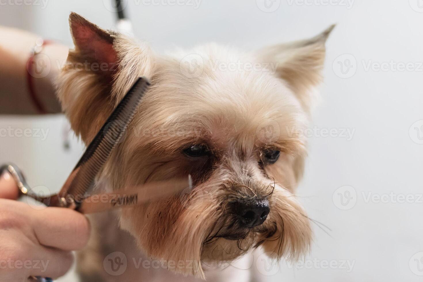Yorkshire terrier dog gets nail cut hair grooming at pet spa photo